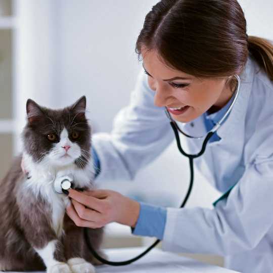 Veterinarios